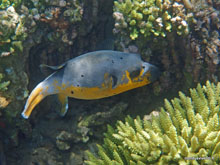 Poisson coffre - Permutéran - Bali